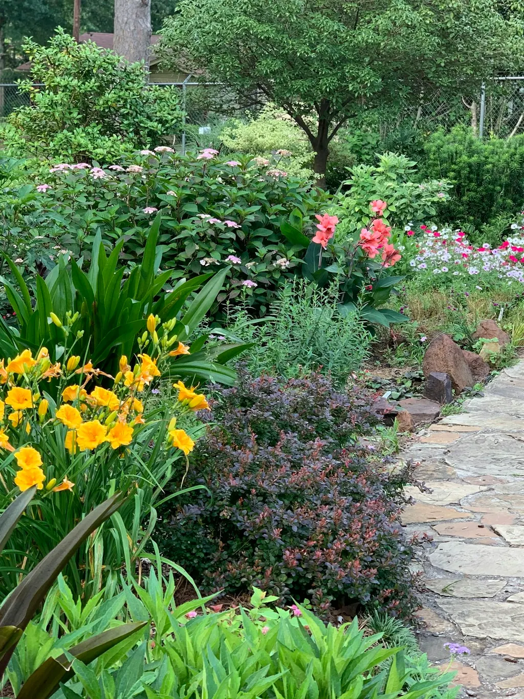 Lush residential garden bed with yellow daylilies, hydrangeas, and canna lilies along a stone path